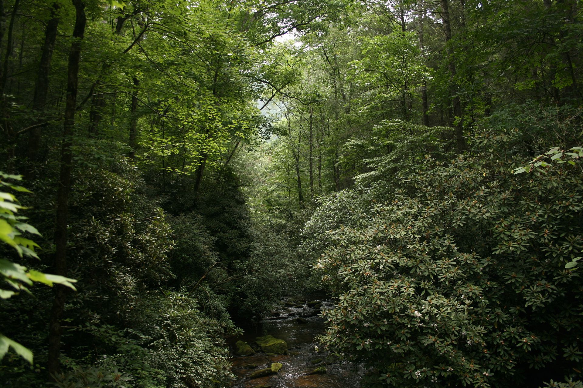 East_Fork_Chatooga_River